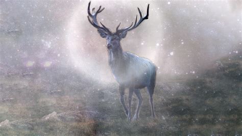 The Captivating Beauty of Brown Deer: A Magical Journey of Discovery